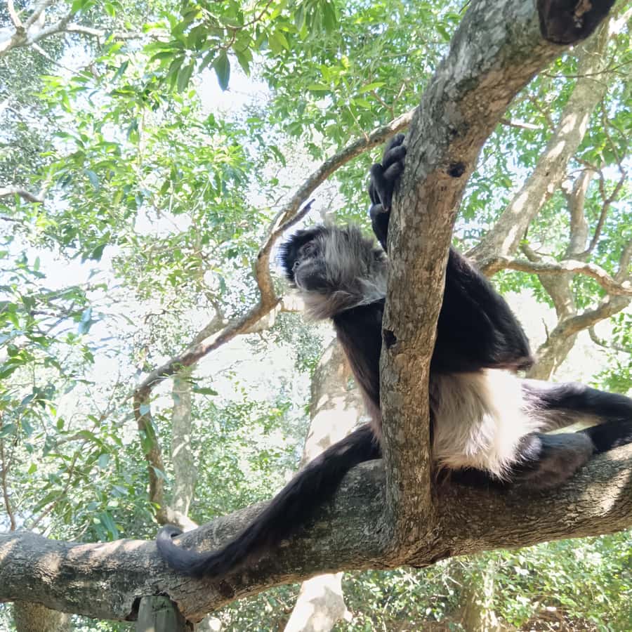 1 Day Garden Route Tour: From Port Elizabeth to the Crags - Practical ways to make the day easier