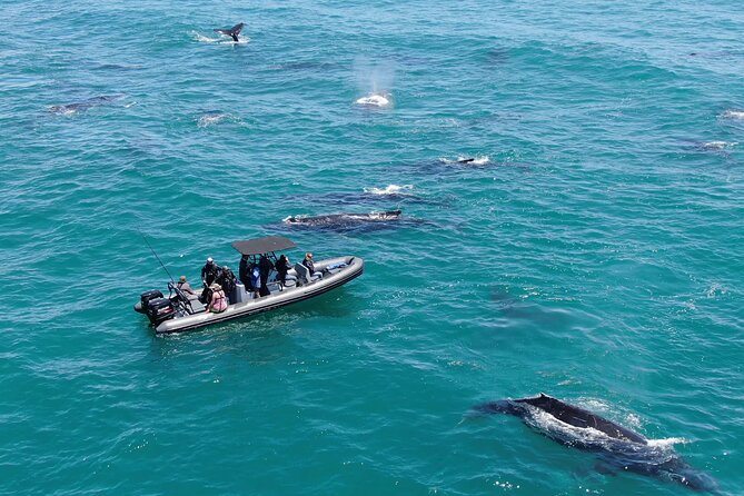 1 Day Whale Watching at Yzerfontein - Key points to know before booking