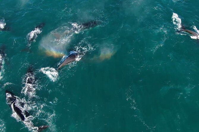 1 Day Whale Watching at Yzerfontein - Searching for humpback supergroups