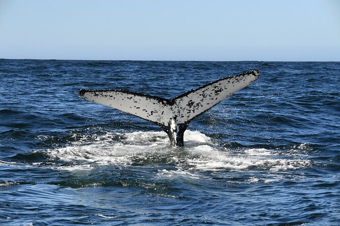 1 Day Whale Watching at Yzerfontein - Dolphins, seals, birds, and the wider ocean scene