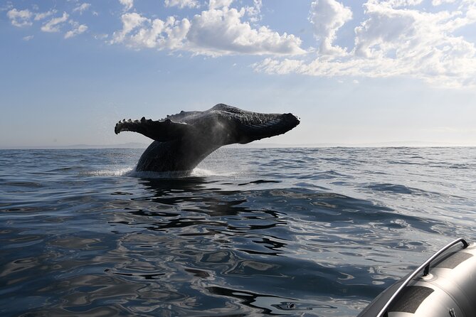 1 Day Whale Watching at Yzerfontein - The crew makes the difference