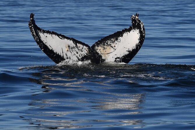 1 Day Whale Watching at Yzerfontein - Return to shore, picnic lunch, and debrief