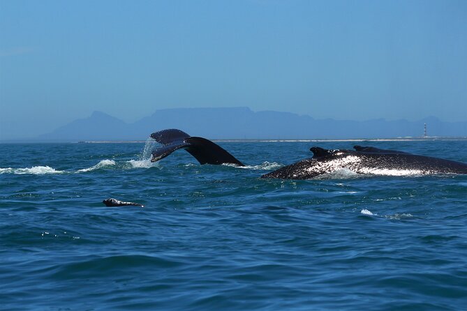1 Day Whale Watching at Yzerfontein - Is $331.87 good value?