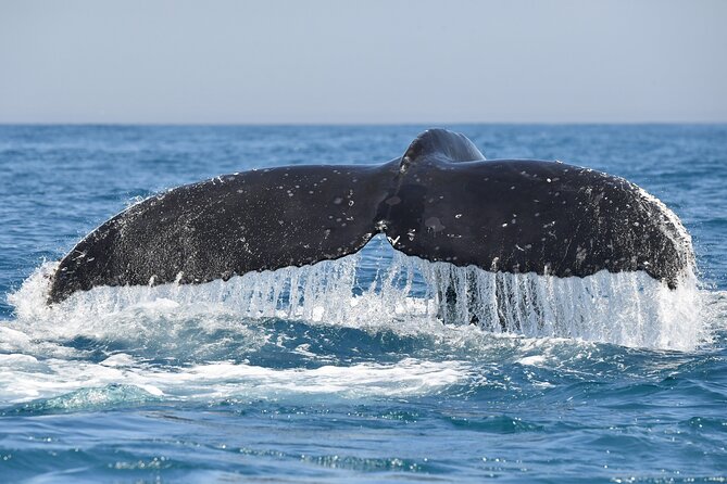 1 Day Whale Watching at Yzerfontein - Who should book this expedition?