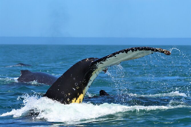 1 Day Whale Watching at Yzerfontein - Meganova: a fast RIB with a small passenger load