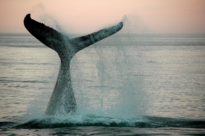 10 Day Cape & Garden Route Tour Combo with add-on accommodation - Tsitsikamma, Bloukrans, and Knysna