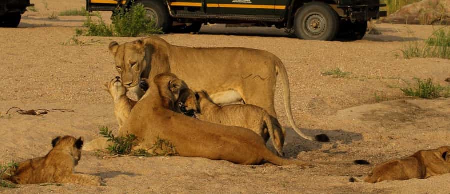 10 Day South Africa Tour Joburg to Cape Town - Isimangaliso and St Lucia: hippos, crocodiles, and wetlands