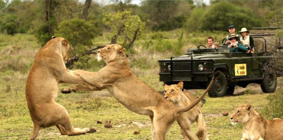 10 Day South Africa Tour Joburg to Cape Town - Addo and the Garden Route: three nights around Knysna