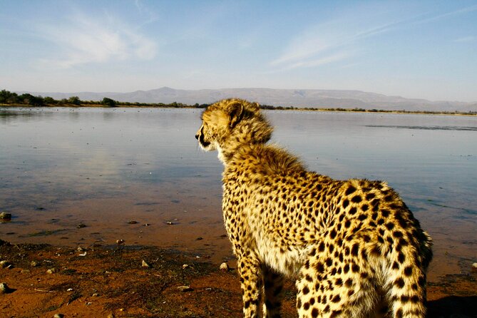 2 Day Inverdoorn Luxury Safari - Key points to know before booking