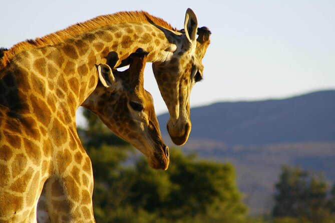 2 Day Inverdoorn Luxury Safari - A five-course dinner beside the fire