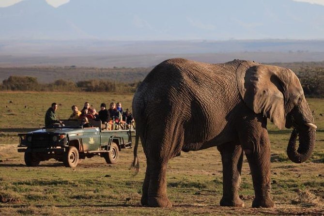2 Day Safari Experience from Cape Town - The real shape of this two-day safari