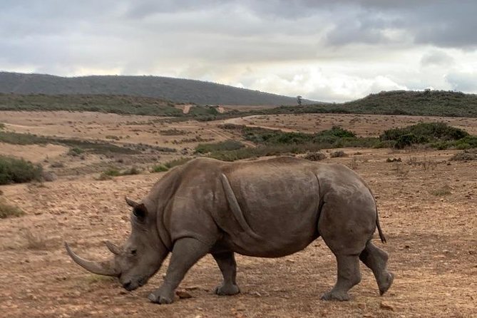 2 Day Safari Experience from Cape Town - What the $447.45 price delivers