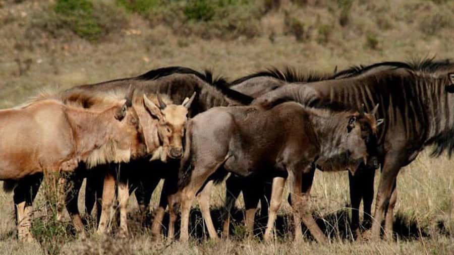 2 Day Small Group Cape Town: Garden Route Big 5 Safari Tour - Who should book this experience