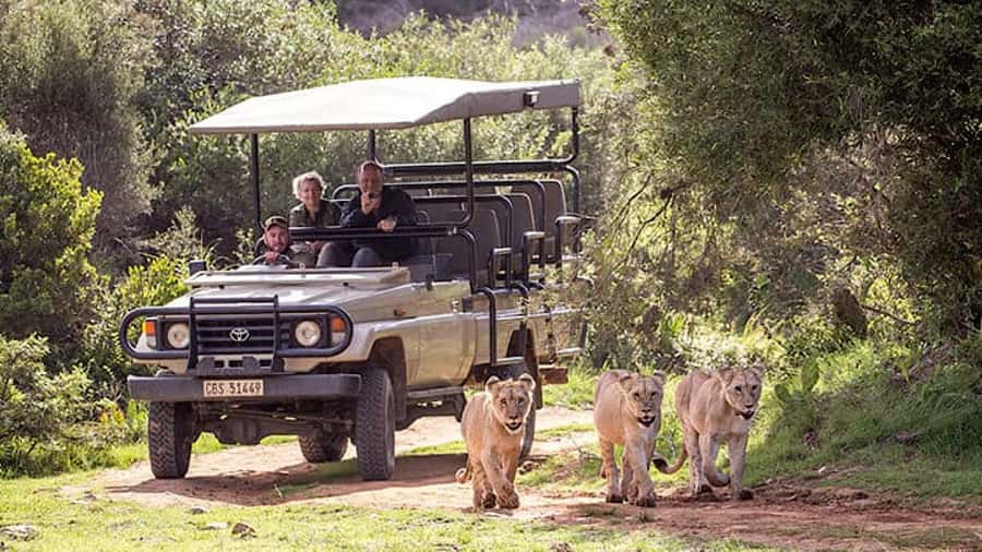 2 Day Small Group Cape Town: Garden Route Big 5 Safari Tour - Inside the Cango Caves Heritage Tour