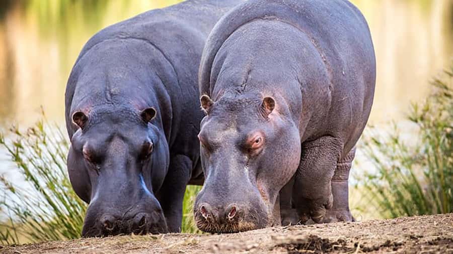 2 Day Small Group Cape Town: Garden Route Big 5 Safari Tour - Buffelsdrift and the first safari drive