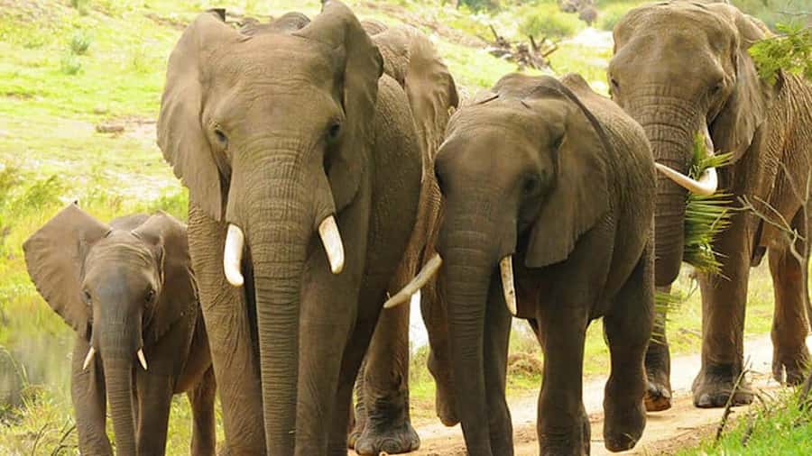 2 Day Small Group Cape Town: Garden Route Big 5 Safari Tour - A morning with giraffes and ostriches
