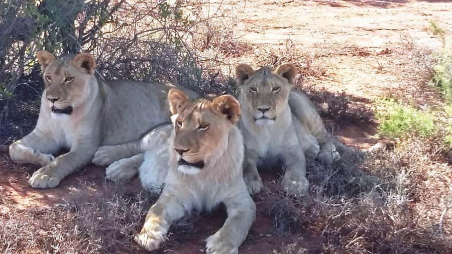 2 Day Small Group Cape Town: Garden Route Big 5 Safari Tour - Botlierskop and the three-hour Big 5 safari