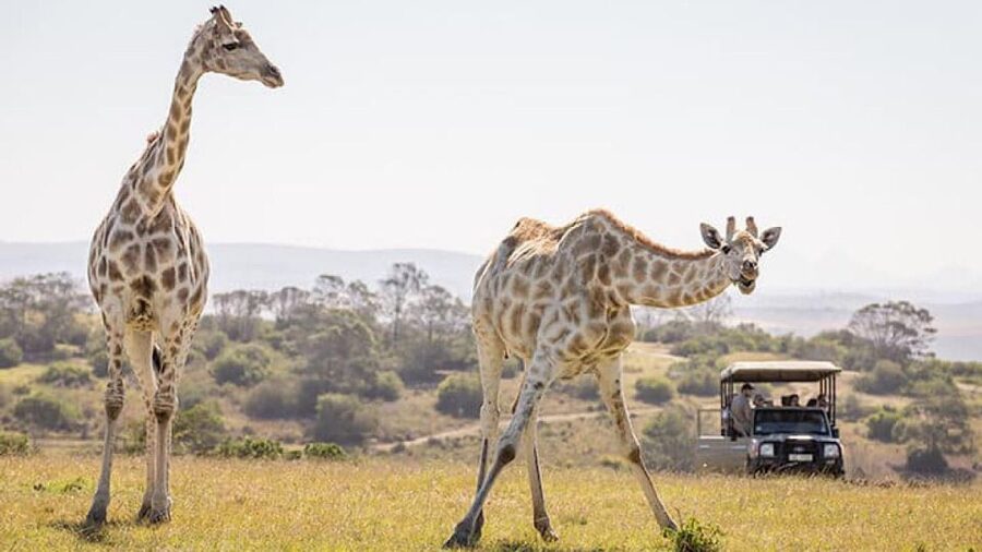 2 Day Small Group Cape Town: Garden Route Big 5 Safari Tour - What the price includes, and what it means