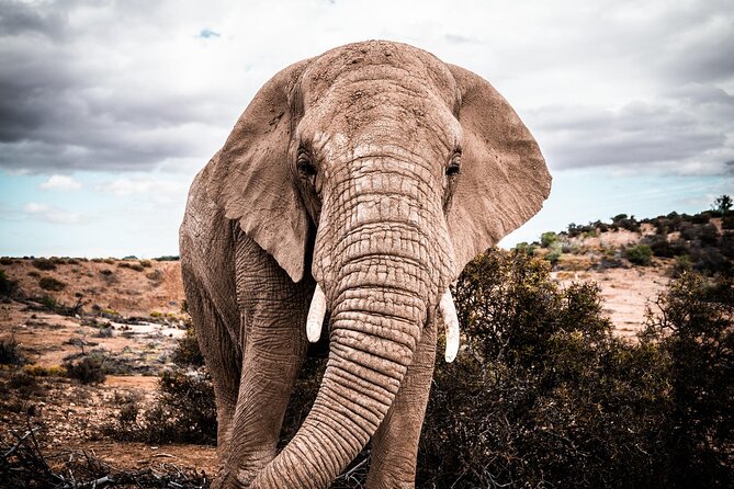 2 Day Small Group Garden Route Big 5 Safari Tour from Cape Town - A big safari experience without flying from Cape Town
