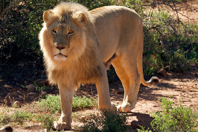 2 Day Small Group Garden Route Big 5 Safari Tour from Cape Town - Chandelier Game Lodge and the overnight pause