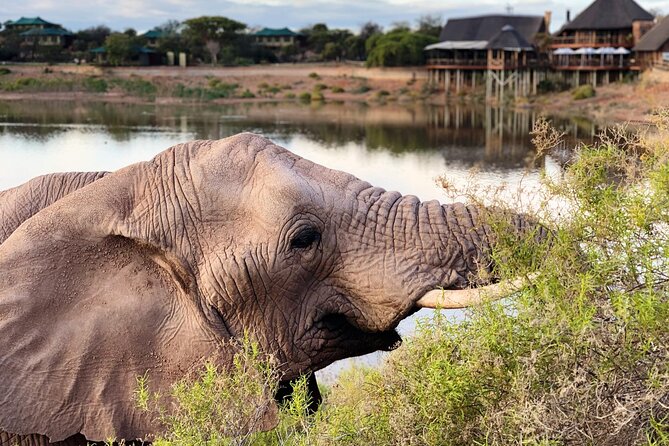 2 Day Small Group Garden Route Big 5 Safari Tour from Cape Town - Morning giraffes and an ostrich lesson