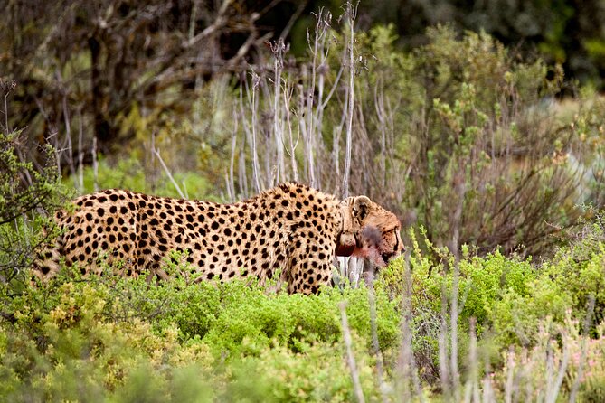 2 Day Small Group Garden Route Big 5 Safari Tour from Cape Town - The return drive and the real cost of the schedule