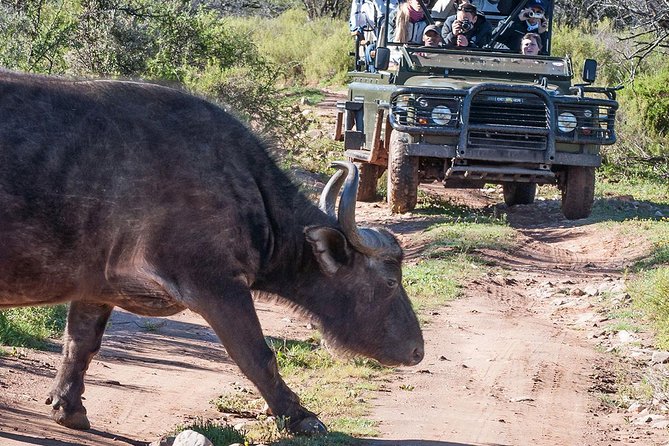2 Day South African Wildlife Tour with 4x4 Safari from Cape Town - Botlierskop and the first open-air safari