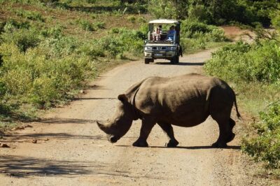 2 Day South African Wildlife Tour with 4×4 Safari from Cape Town