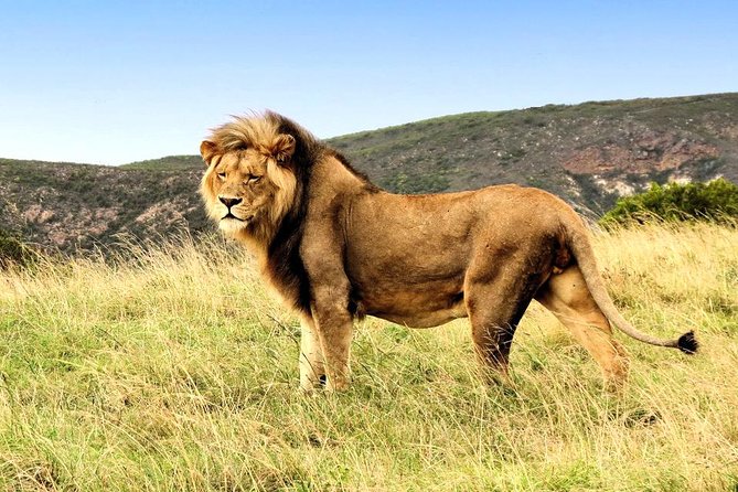 2 Day South African Wildlife Tour with 4x4 Safari from Cape Town - Vehicle, group size, and physical comfort