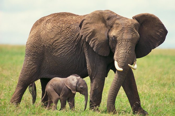 2 Day Wild Heart Western Cape Safari Tour with Private Transfers - The optional elephant walk near three rescued elephants