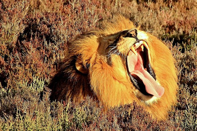 2 Day Wild Heart Western Cape Safari Tour with Private Transfers - What the $738.80 price really buys