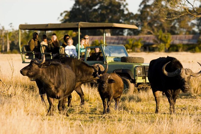 2-Hour Game Drive at the Plettenberg Bay Game Reserve - A short safari near Plettenberg Bay