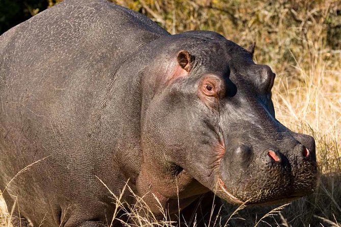2-Hour Game Drive at the Plettenberg Bay Game Reserve - Getting to Uplands Road