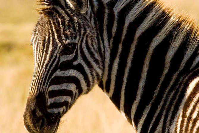 2-Hour Game Drive at the Plettenberg Bay Game Reserve - The reserve facilities and what to bring