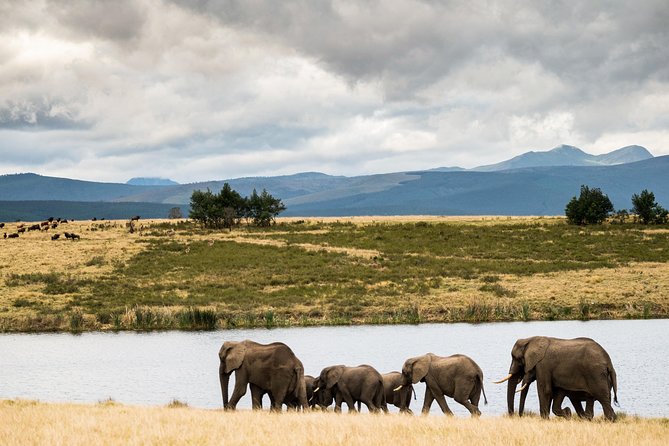 2-Hour Game Drive at the Plettenberg Bay Game Reserve - How the price compares with the experience