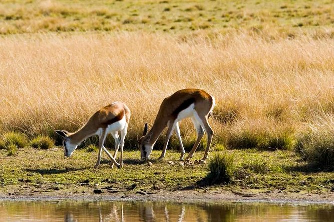 2-Hour Game Drive at the Plettenberg Bay Game Reserve - Booking advice for a smoother visit