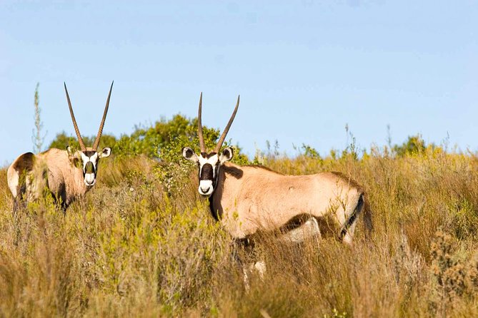 2-Hour Game Drive at the Plettenberg Bay Game Reserve - Morning or afternoon: choosing your departure