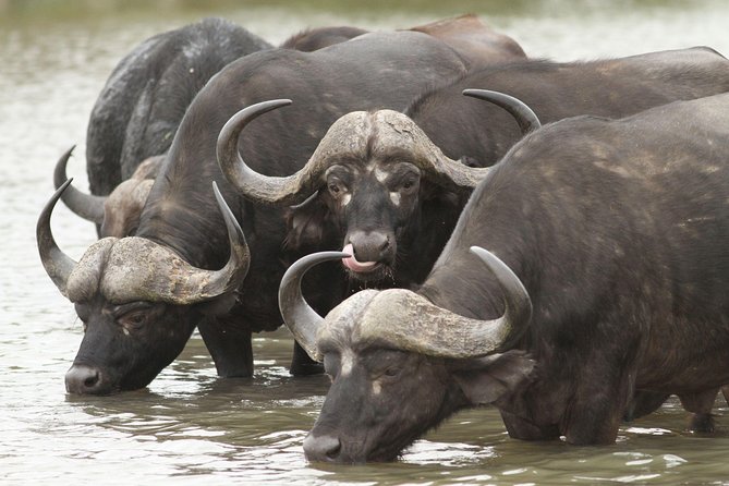 2-Nights 5-star Sanbona Game Reserve with private transfers to and from Sanbona - What happens on the 8:00 a.m. journey from Cape Town