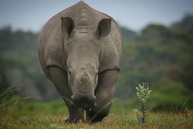 2hr Guided Game Drive at 10h00; Kragga Kamma Game Park Ticket - A small park, and why that can be good