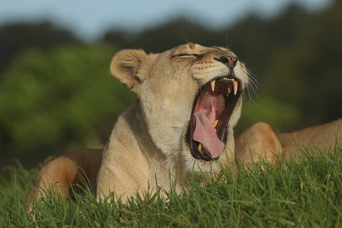 2hr Guided Game Drive at 10h00; Kragga Kamma Game Park Ticket - The guide makes the difference