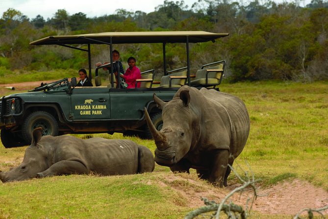 2hr Guided Game Drive at 10h00; Kragga Kamma Game Park Ticket - Rhinos and buffalo bring the close-up excitement