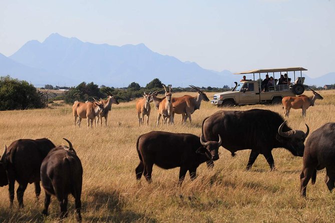 3 Day Garden Route Highlights and Safari with Private Transfers - Should you book the three-day Garden Route tour?