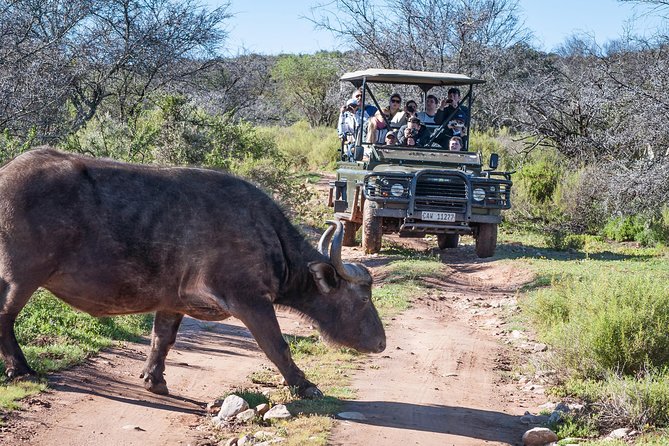 3 Day Garden Route Highlights and Safari with Private Transfers - Day 3: Botlierskop safari before returning to Cape Town