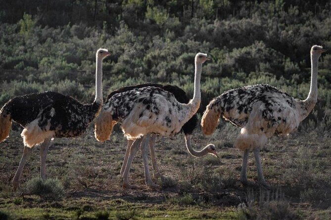 3 Day Garden Route Private Tour - What this private Garden Route trip is really offering