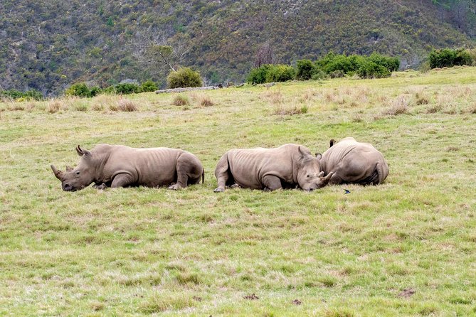3 Day Garden Route's Best Highlights with Safari from Cape Town - The guide can make or break the long drives