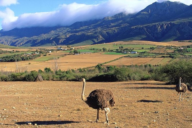3 Day Garden Route's Best Highlights with Safari from Cape Town - Price, group size, and the real value