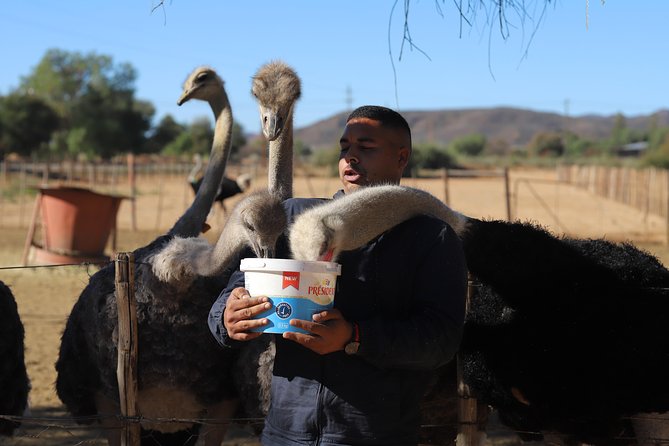 3 Day Garden Route Tour - Should You Book the Three-Day Garden Route Tour?