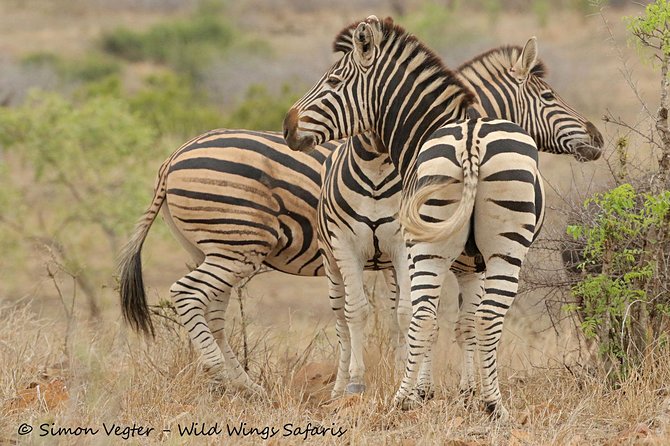 3-Day Kruger National Park Open Vehicle Safari - Why staying inside Kruger changes the safari