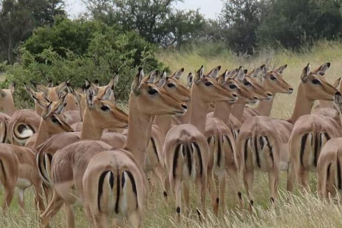 3 Day Kruger National Park Safari & Panorama Route - The long road from Johannesburg to Kruger