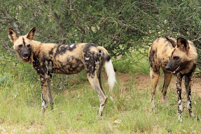 3 Day Kruger National Park Safari & Panorama Route - Is $1,008.78 a fair price?
